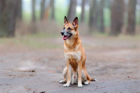 Belgian Malinois Mixes 22 Unique Crossbreeds With Pictures