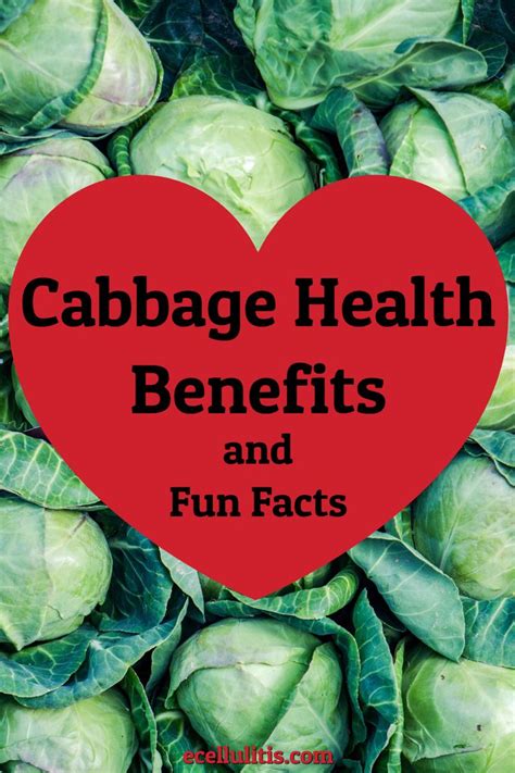 Cabbage Health Benefits And Fun Facts Ecellulitis Healthy Living