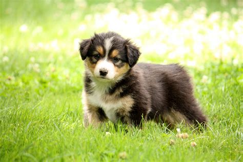 Find a shepherd puppies on gumtree, the #1 site for dogs & puppies for sale classifieds ads in the uk. 301 Moved Permanently