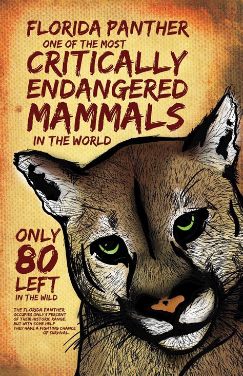 Florida Panther Endangered Species Poster Endangered Animals Project
