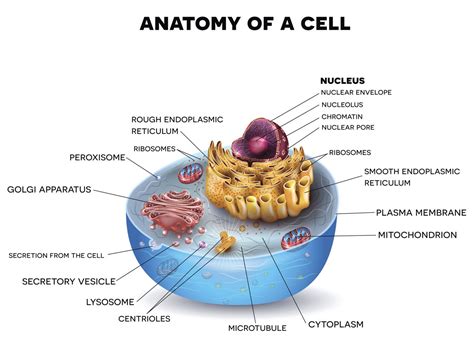 Which Animal Cells Lack Endoplasmic Reticulum Endoplasmic Reticulum
