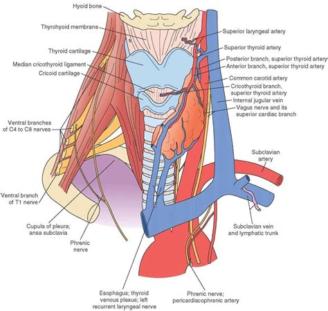 Penetrating injuries caused by sharp objects that pierce the skin and important structures beneath the skin, such as arteries, veins, . Arteries veins neck | Neck surgery, Superior thyroid artery
