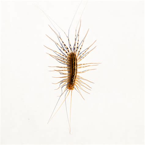 House Centipede Identification Habits And Behavior Florida Pest Control