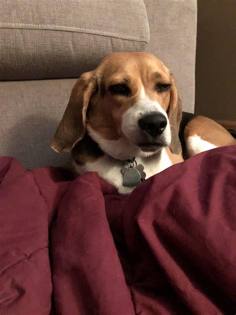 Sleeping Beagle Squish Face Rbeagle