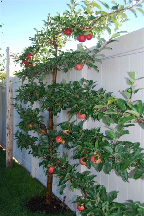 Gala Apple Tree Sporting 40 Beautiful Apples In Only Its