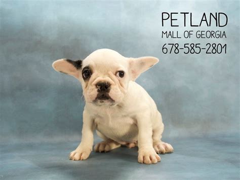 Explore 75 listings for black brindle french bulldog puppies for sale at best prices. French Bulldog-DOG-Female-Black Brindle-2121126-Petland ...