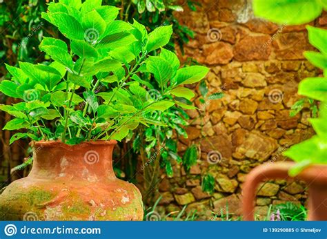 Beautiful Exotic Plants In Pots Green Leaves Tropical