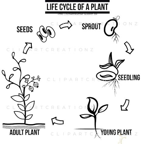 Clipart Creationz Life Cycle Of A Plant Germination Coloring Clipart