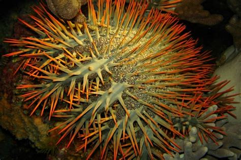 Robots Ready To Start Killing Crown Of Thorns Starfish On Great Barrier