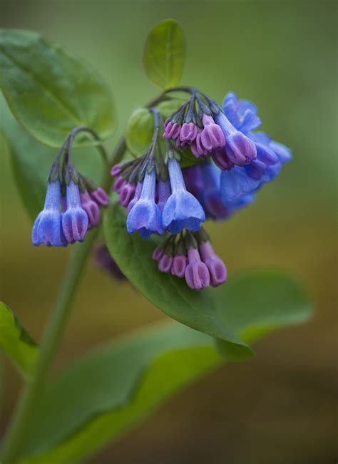 Virginia Bluebells Clifty Falls State Park Madison Indiana