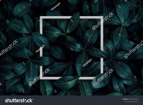 Natural Green Plant Pattern Background White Stock Photo 1245257944