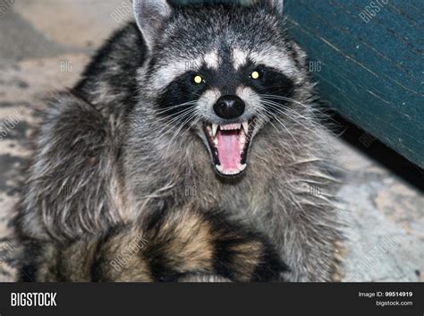 Raccoon Image And Photo Free Trial Bigstock