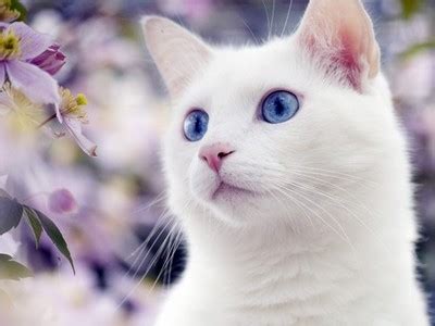 Blue eyes of white cats had normal pigmentation of the iridial and retinal pigment epithelia but no stromal pigmentation of the iris or choroid. Features of the breeds of white cats with blue eyes ...