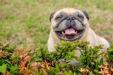 Como Mantener A Tu Perrito Feliz Recuerda Que Ellos También Tienen