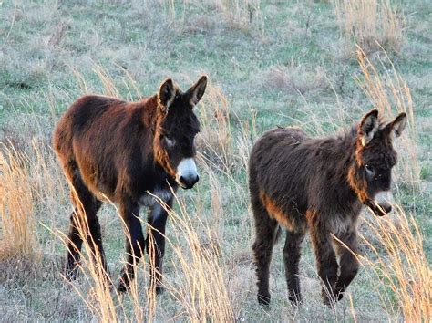 Jerusalem Donkeys Photograph By Karen Dixon Fine Art America