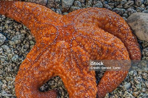 Pisaster Ochraceus Known As The Purple Sea Star Ochre Sea Star Or Ochre