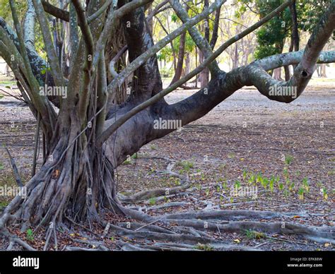 Stilt Root Hi Res Stock Photography And Images Alamy