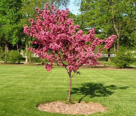 Oklahoma Redbud Tree How To Grow And Care