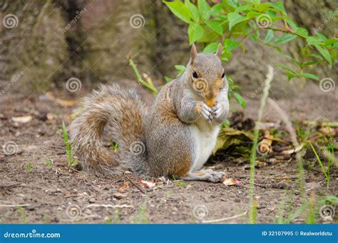 Cute Squirrel Eating An Acorn Stock Image Image Of Grey Tail 32107995