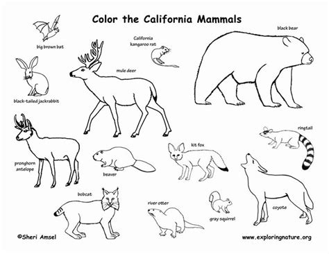 Signup to get the inside scoop from our monthly newsletters. 32 north America Coloring Page | Canadian animals, Mammals ...