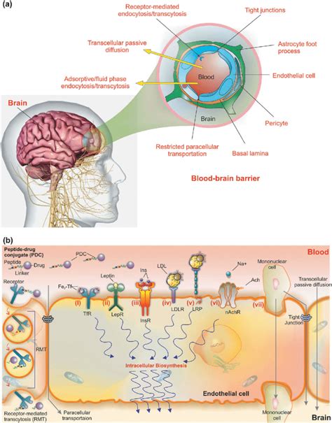 The Schematic Illustration Of The Blood Brain Barrier And Transport