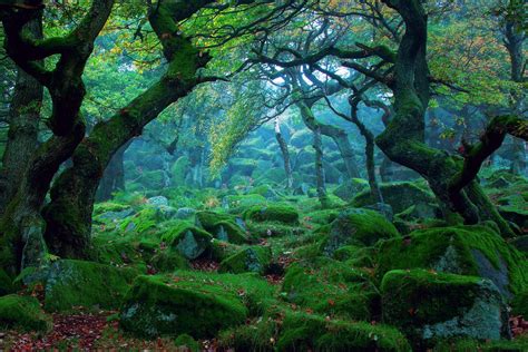 Epic Forest Wallpapers Top Free Epic Forest Backgrounds Wallpaperaccess