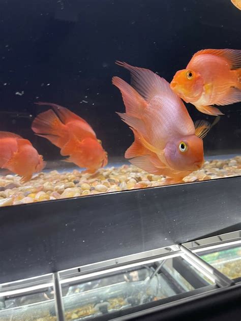 Pin On Blood Red Parrot Cichlids And Other Parrot Hybrids