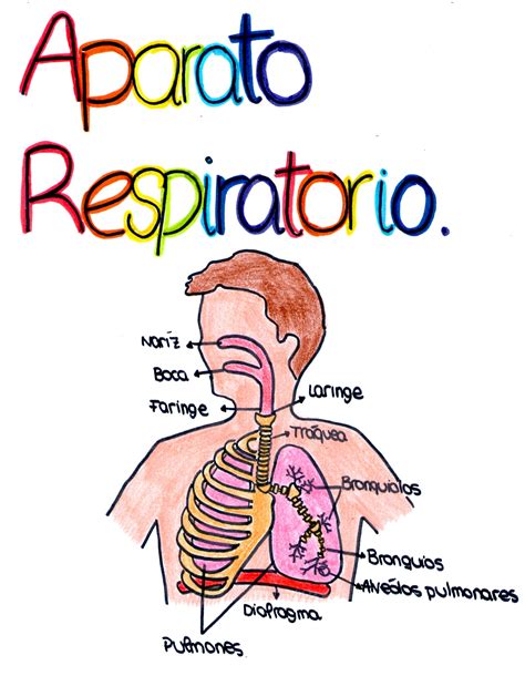 Ideas De El Aparato Respiratorio Aparato Respiratorio Respiratorio Sistemas Del Cuerpo