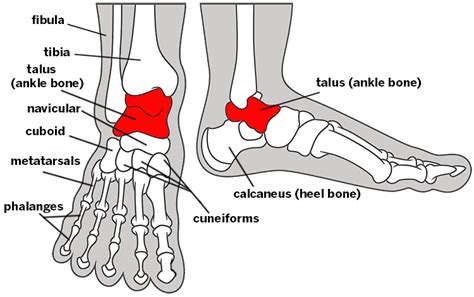 Is My Talus Limiting My Ankle Dorsiflexion Barefoot Strong Blog
