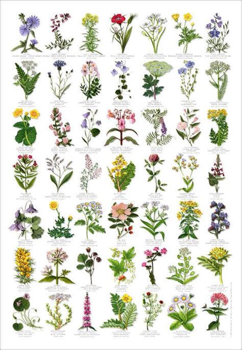 British Wild Flowers Identification Chart Nature Poster British Wild