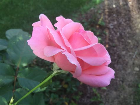 Order now & send flowers today Side view of a blooming pink rose. Photo taken: 09/27/2017 ...