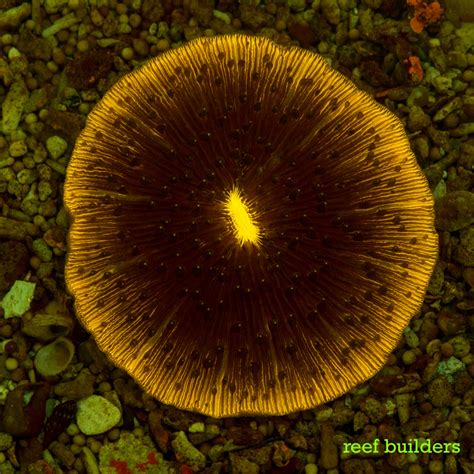 Fluorescent Friday Cycloseris Edition Reef Builders The Reef And