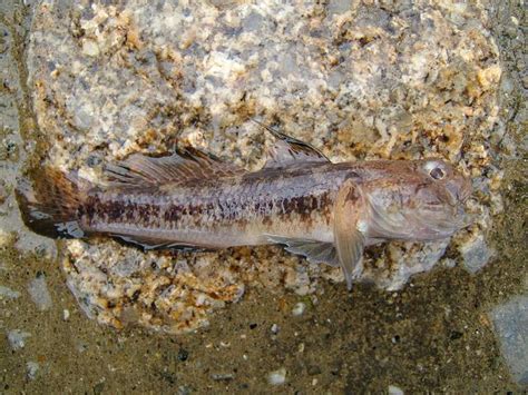 Gobius Niger Black Goby Rockpool Fish Images