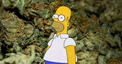 New Trending  Tagged Simpsons Weed Homer Simpson Trending S