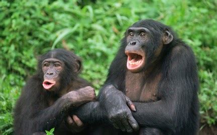 Humerus Revelations Of The Naked Ape Primate Profile Bonobos
