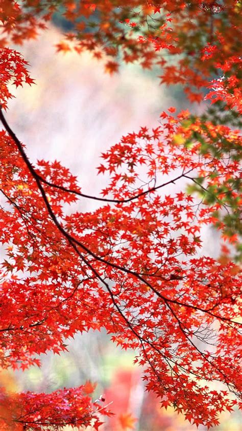 Red Maple Leaves Branch Autumn Phone Wallpaper Hd Check More At