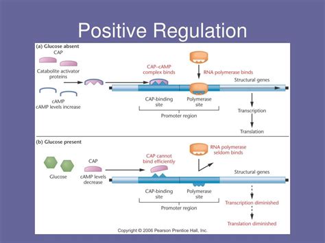 PPT - Regulation of Gene Expression in Prokaryotes PowerPoint