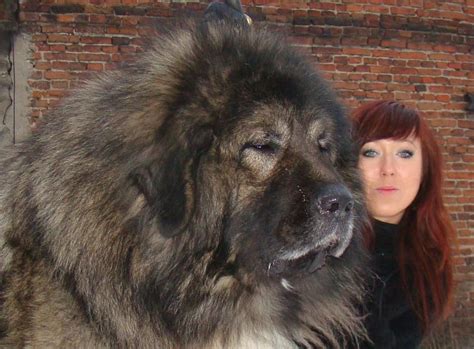 Just Dont Make Him Mad Caucasian Mountain Dog Russian Bear Dog