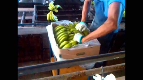Packing Banana In Fresh N Smart Full Crate Liner Youtube
