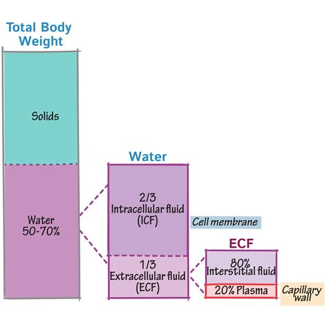 Body Water Compartments Draw It To Know It Extracellular Fluid