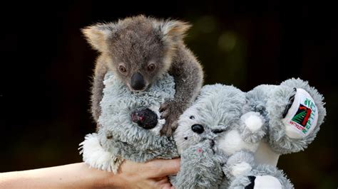 Australian Reptile Park Joey Koala Named At Last Daily Telegraph