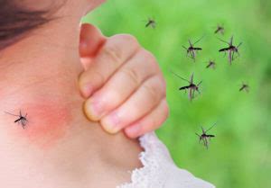 Pest control services in greater new orleans: Why do Mosquitoes Seem to Bite Only Certain People ...
