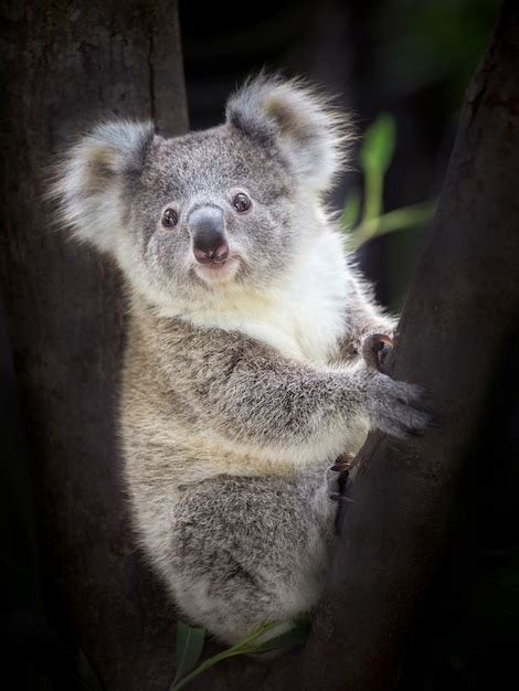 Oso De Koala Del Bebé Que Se Sienta En Un árbol Foto Premium