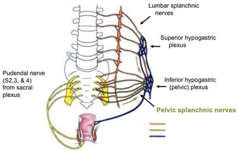 Anatomy Innervation And Blood Supply Of Pelvic Organspelvic