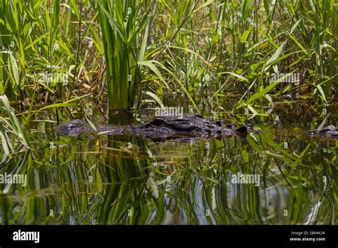 Alligator In Okefenokee Swamp Charlton County Georgia Usa Stock