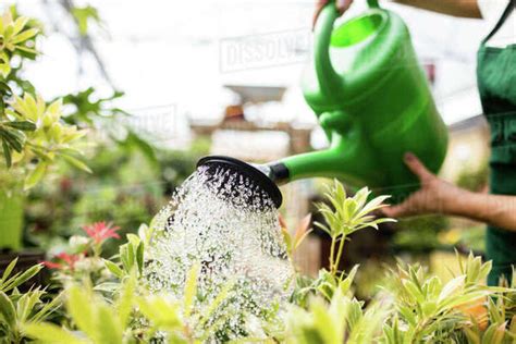 Female Florist Watering Plants With Watering Can In Garden Centre