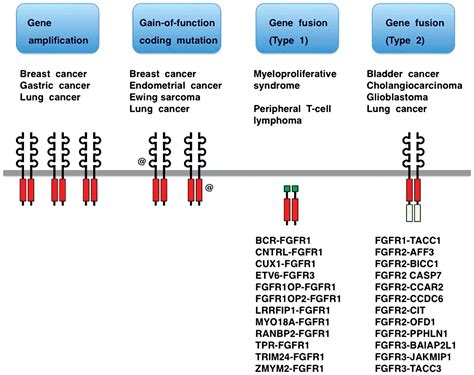 Fgfr Inhibitors Effects On Cancer Cells Tumor Microenvironment And