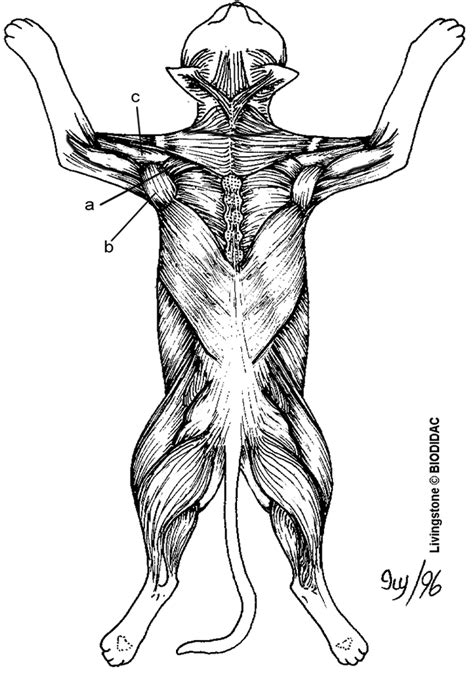 Cat Muscles Of The Back Color
