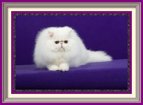 We offer kittens for sale and adoption. GC Purrtopia Taittinger on Ice - Purrtopia Persian & Exotics