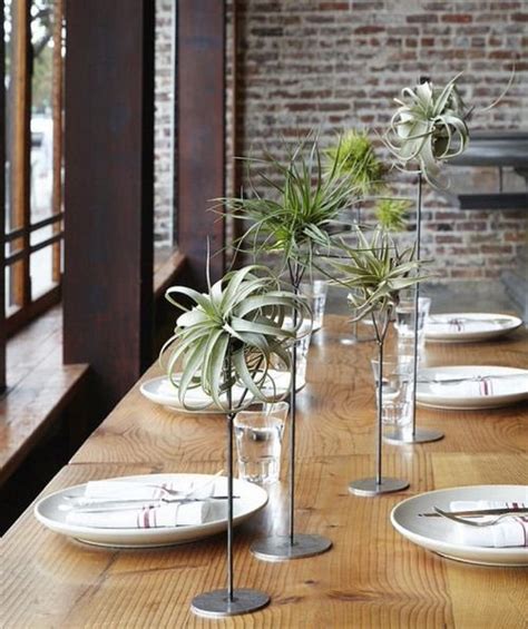 16 Best Indoor Plants For Dining Room Balcony Garden Web